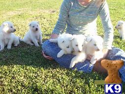 Puppies in GA